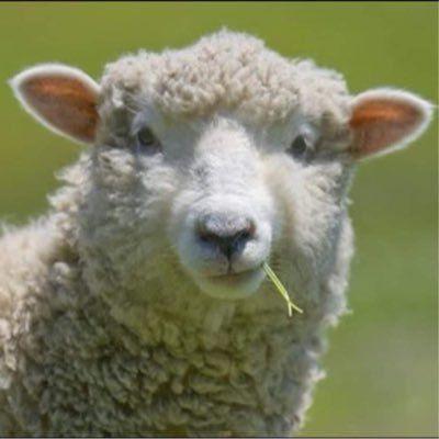word1337 avatar