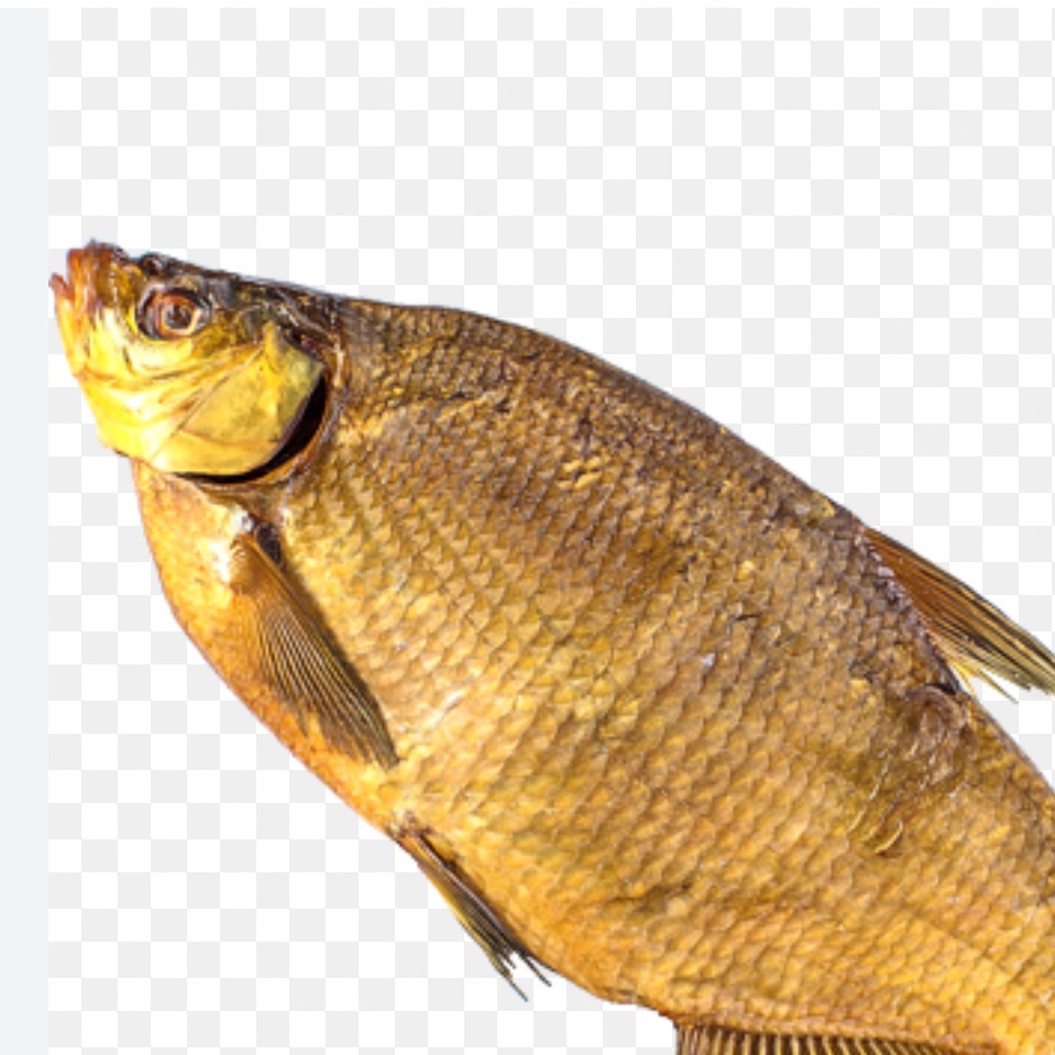 KOZARKOZAR