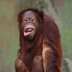 MrMonkey07