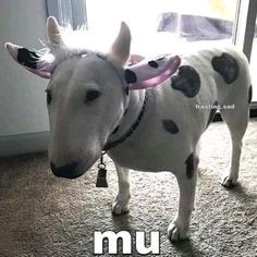 akuru0