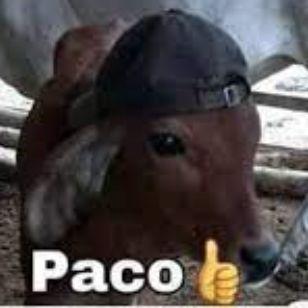 pacoTrasoru avatar