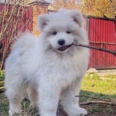 LongYL avatar