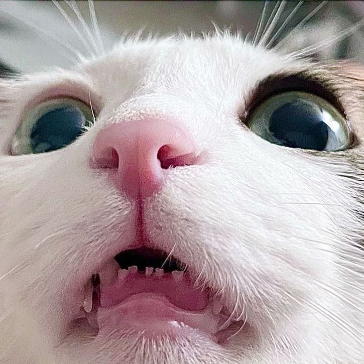 Raysana