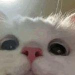 M4strSh1fu avatar