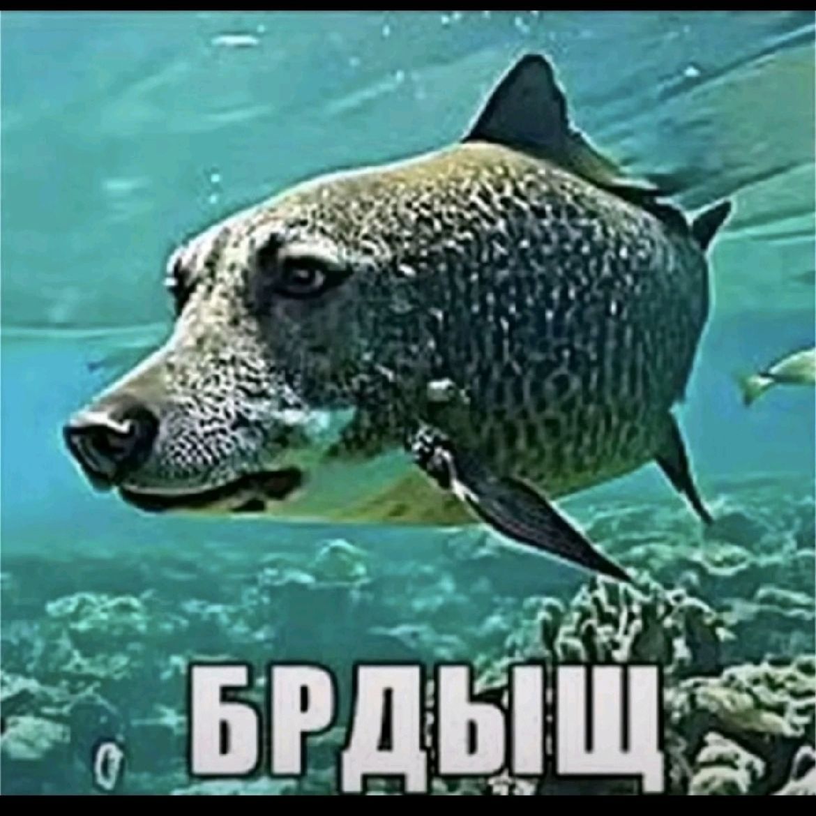 brdsh