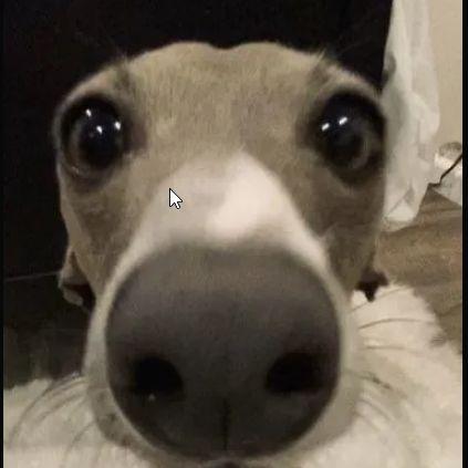 Jolixcs avatar