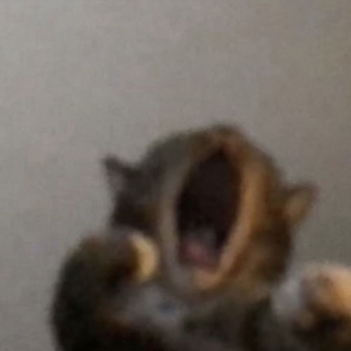 cici--