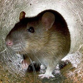 team_ratsniffer