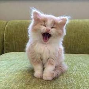 Big-Meow