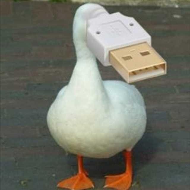 qweqeefax avatar
