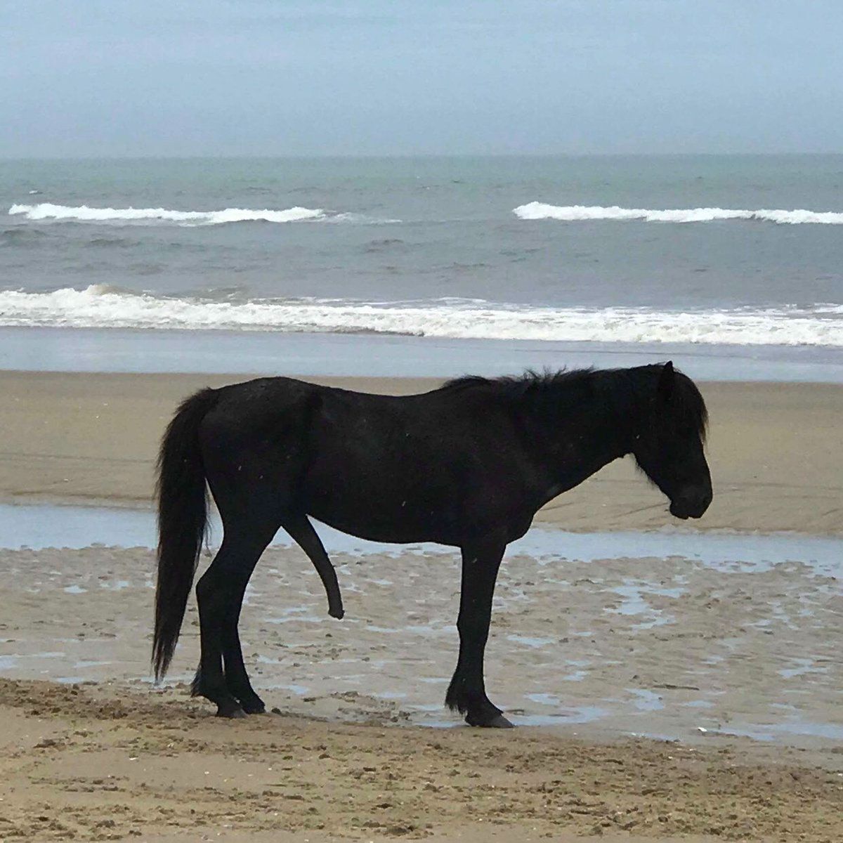 5leggedhorse FACEIT avatar