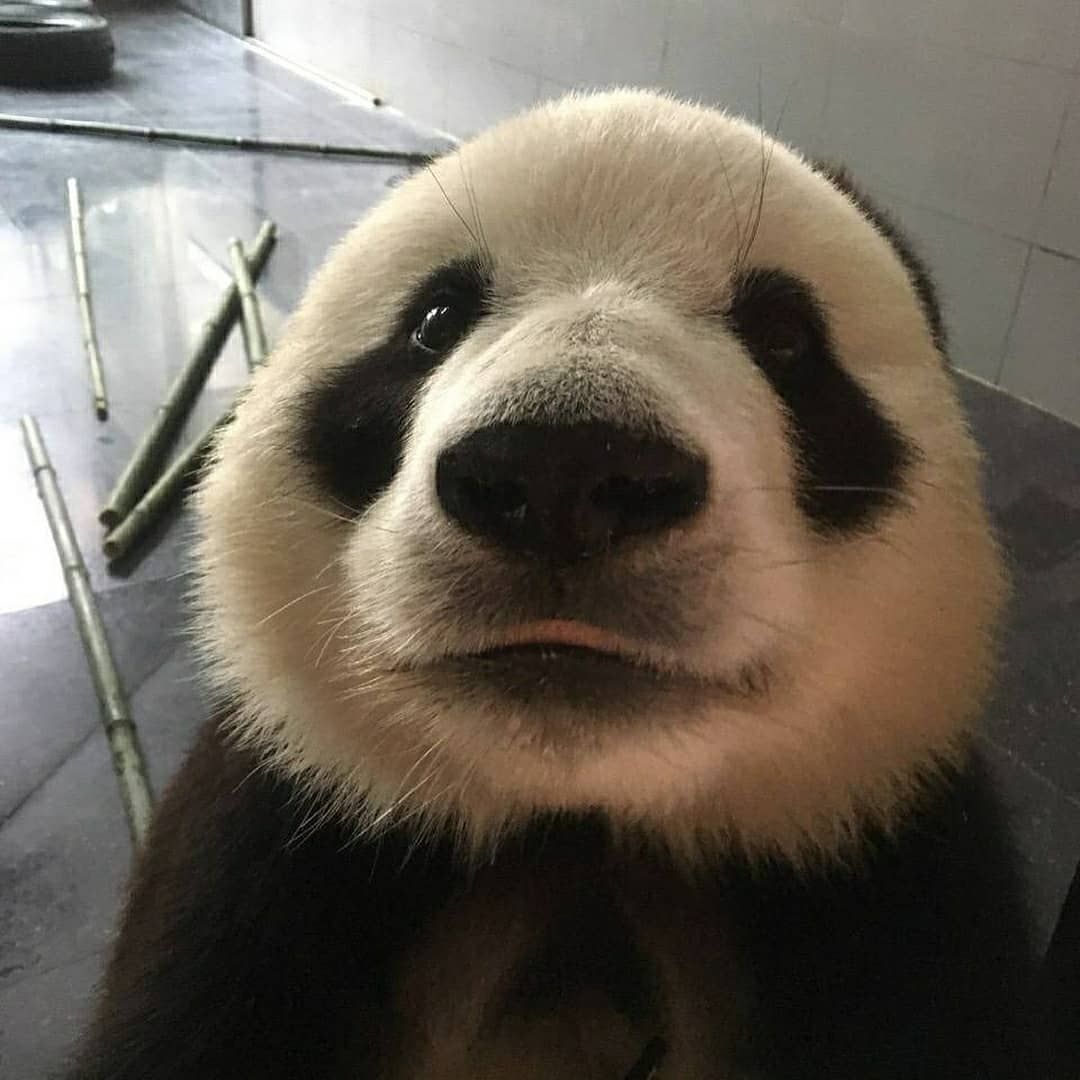PandaSnipes_