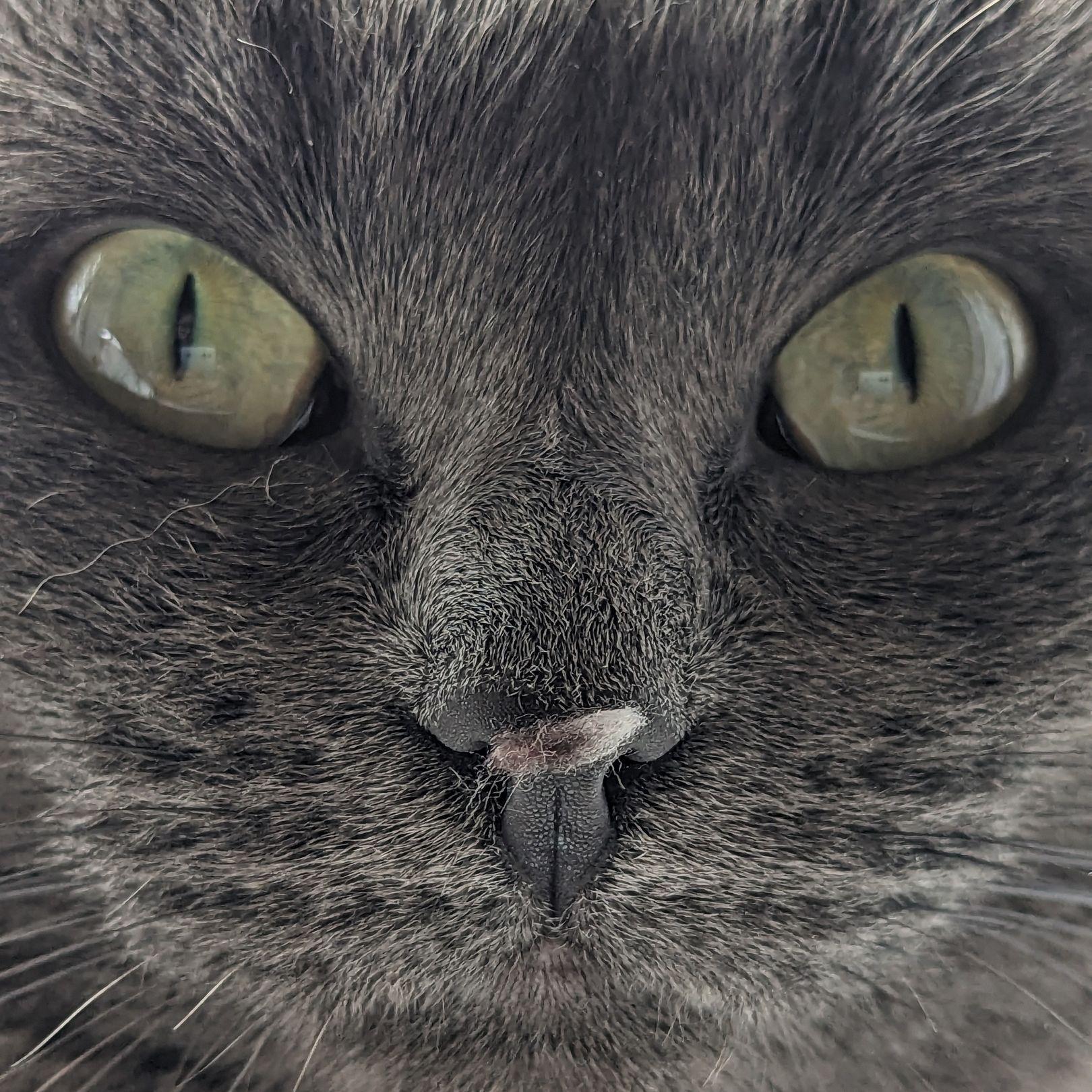 pabtre avatar