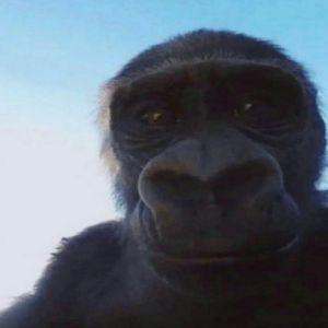 mirfii avatar