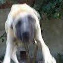 FakoTimus avatar
