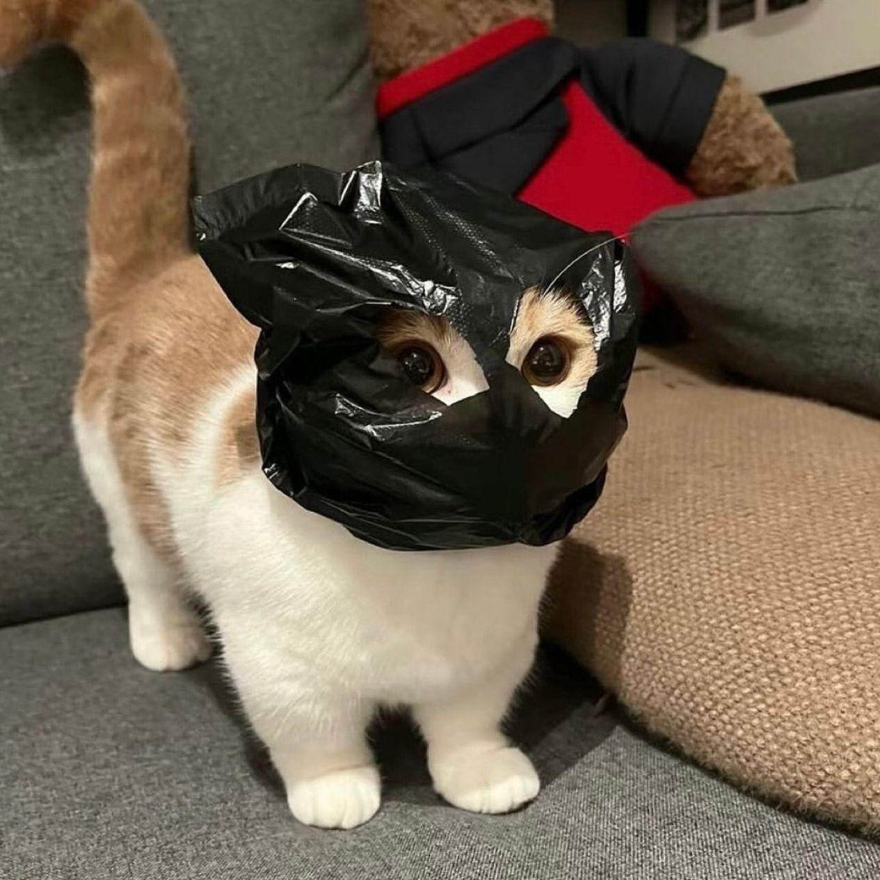 Kikillo_o