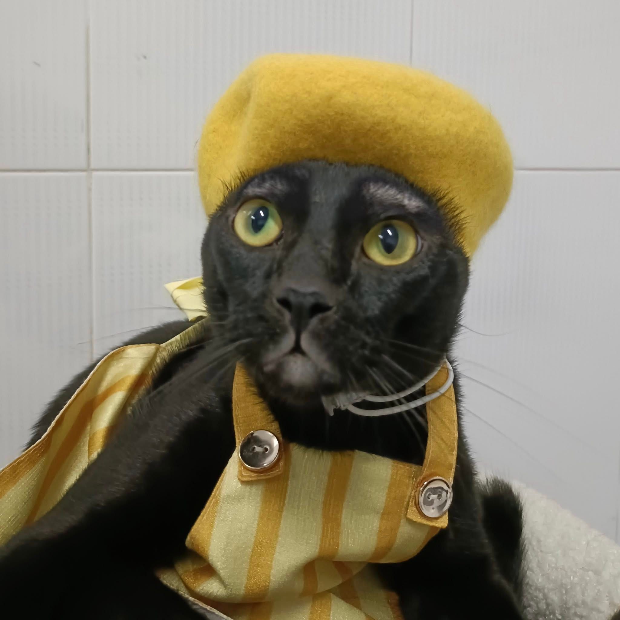 NachoChi
