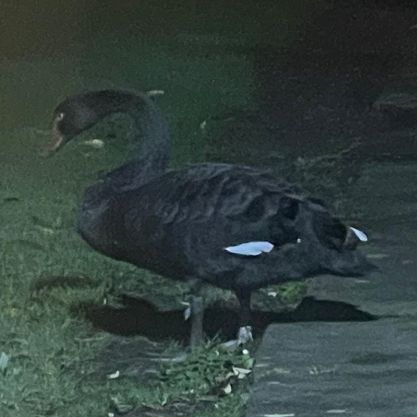 szlzs