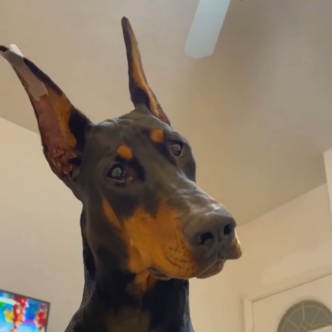 d0bermanpeek