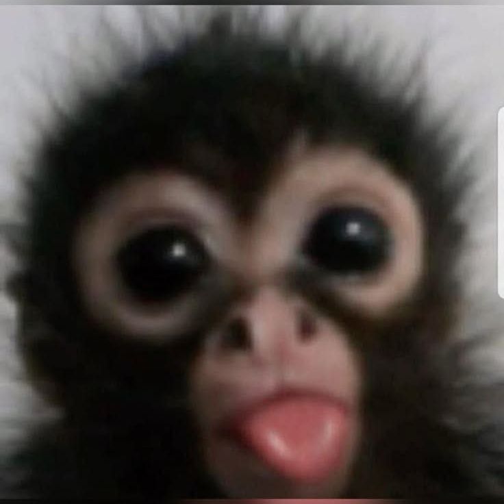 Rraipe