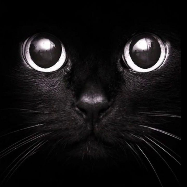 s1nayk avatar