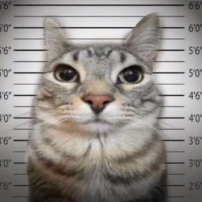 motr0 avatar
