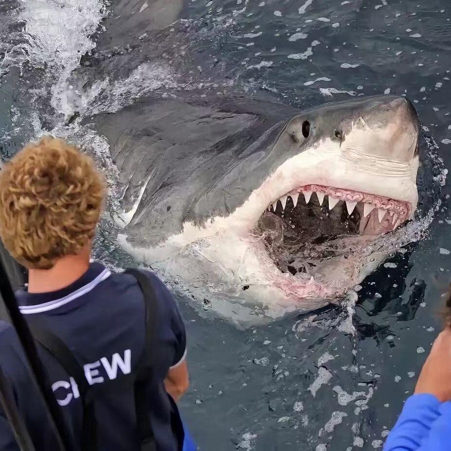 SHARK06H