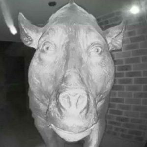 sNaBeE