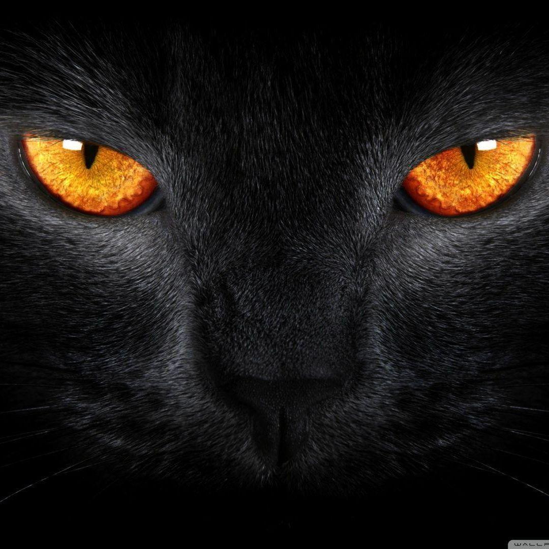 Svartakatten avatar