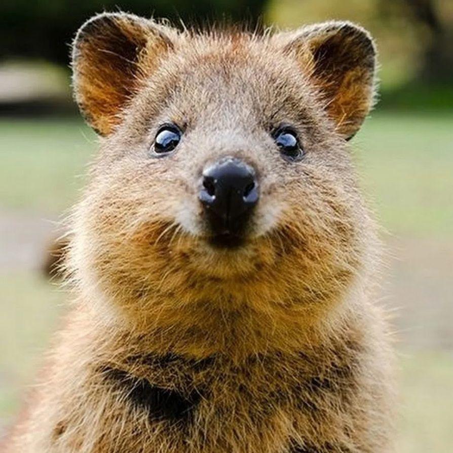 morozovbom avatar