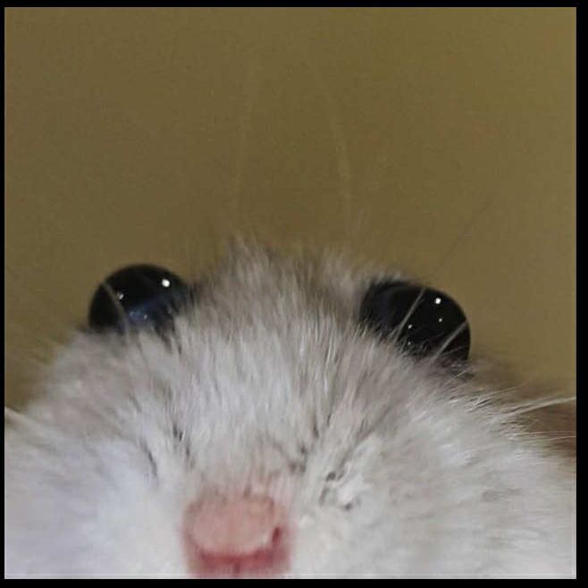 Gerolek24