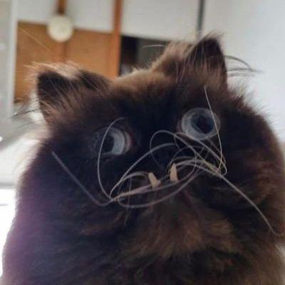 Ziman69 avatar