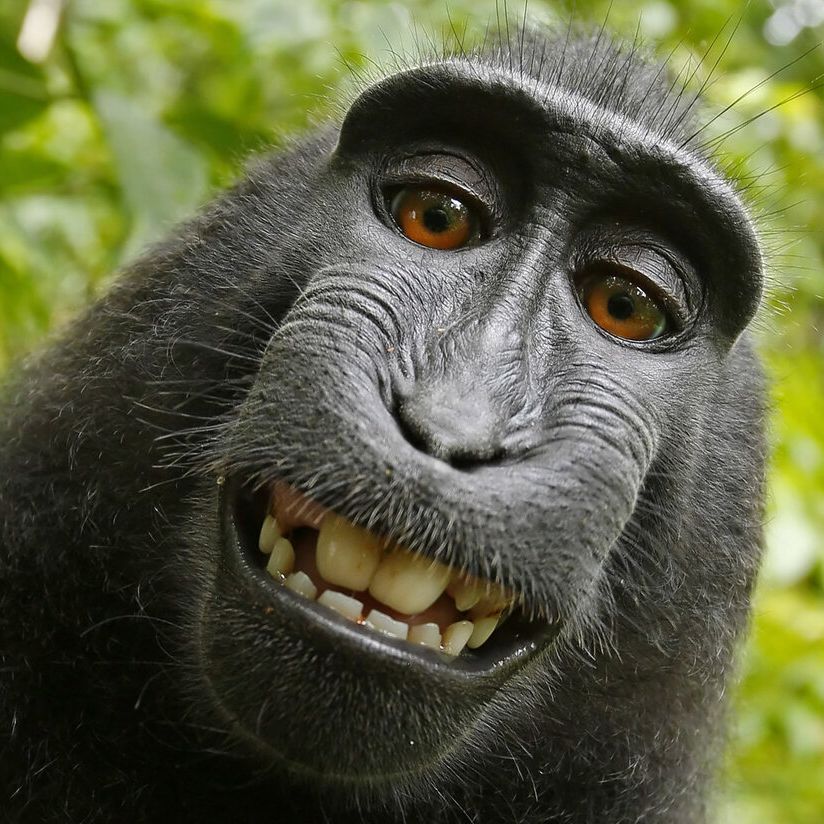 MonkBusiness