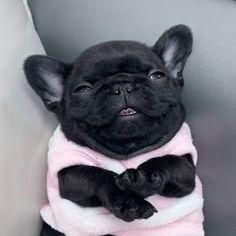 pibble avatar