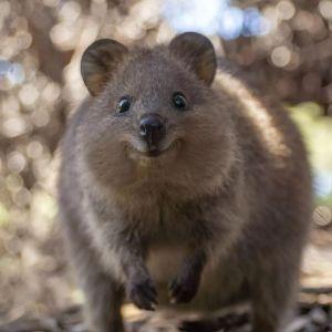 zorlaQUOKKA