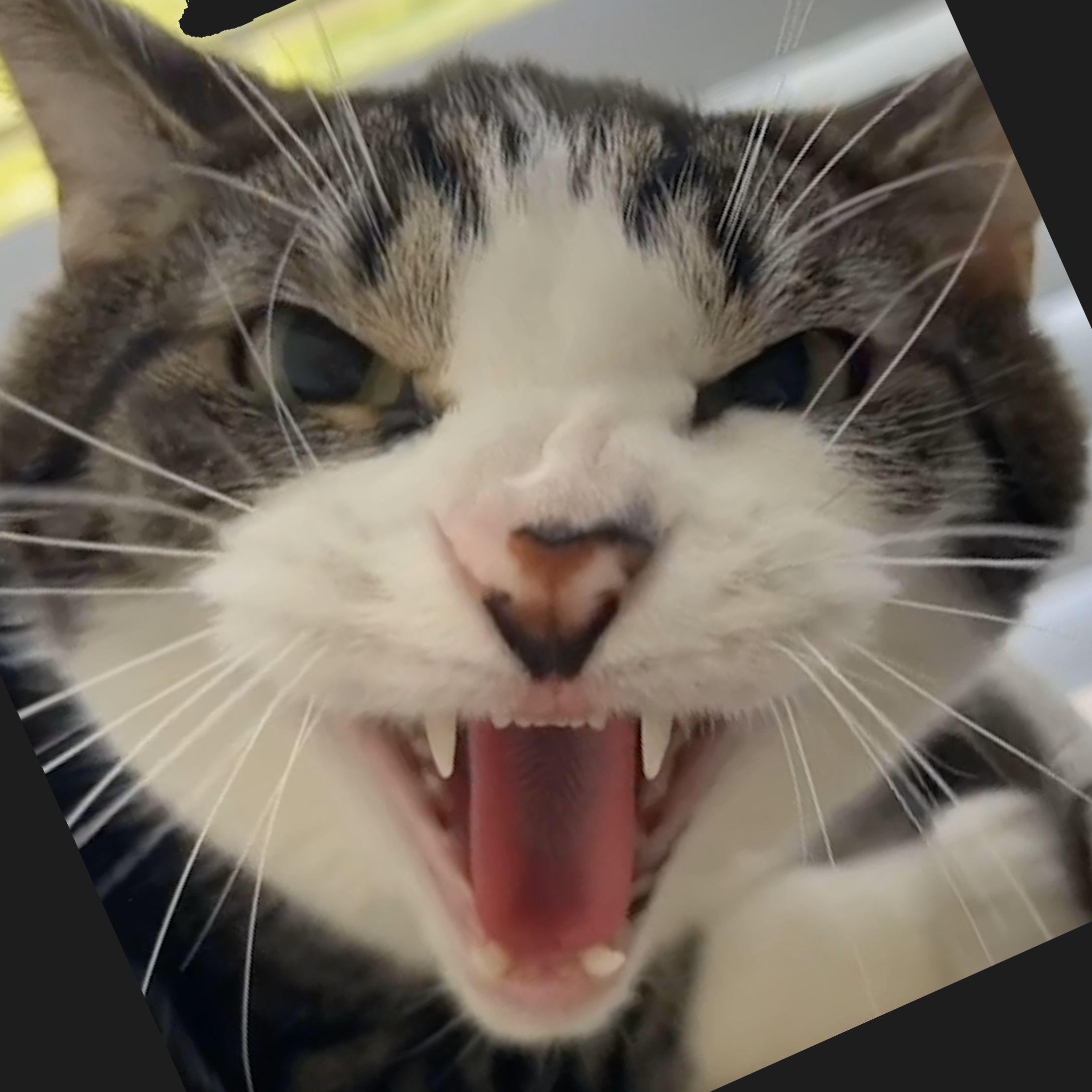 skonky avatar