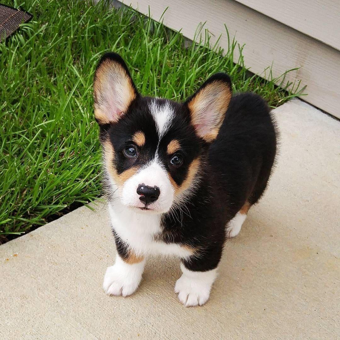 Corginat0r avatar