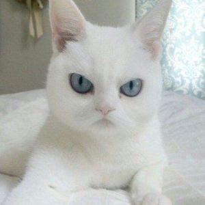 ThePliable avatar