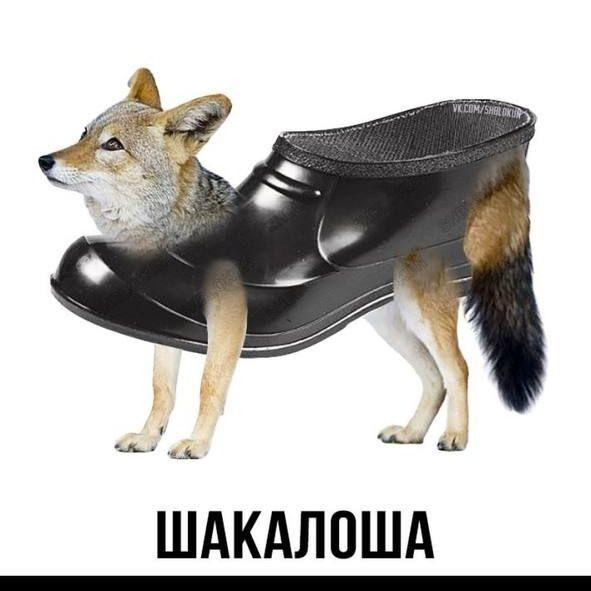 Sh1xA77 avatar