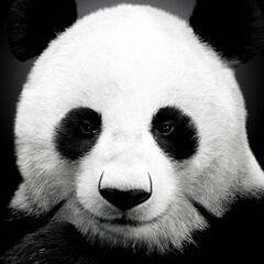 Ocsyo avatar