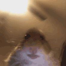xXPOOPYXx avatar