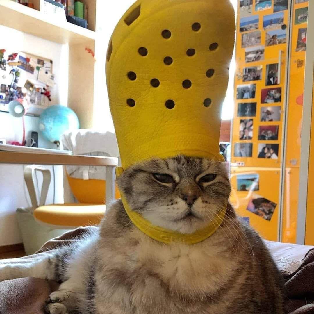 croccat