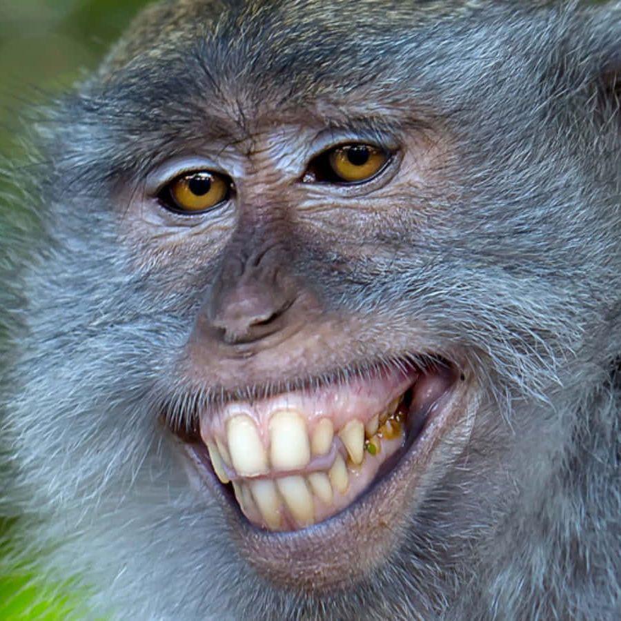 Onggoy_Ka avatar