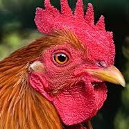 BigCockerel