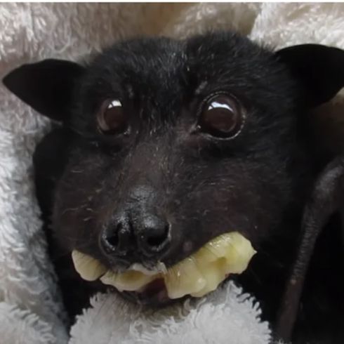 Fruit_bat