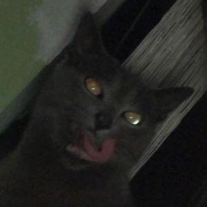 Pajk0o avatar