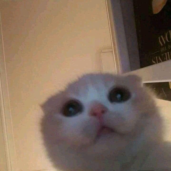 birbalaa avatar