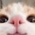 BigG_21