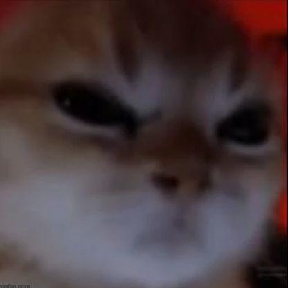 hiipianluoja avatar