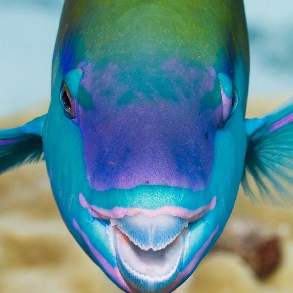 eheheee